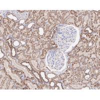 HADHSC Antibody