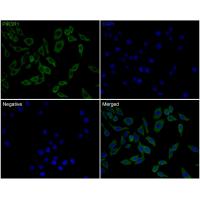 PI3-kinase p85 subunit alpha Antibody