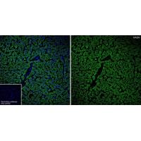 HADH Antibody
