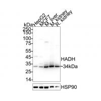 HADH Antibody