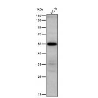 Phospho-IRF3(S386) Rabbit mAb