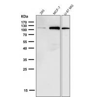 NLRP3 Rabbit mAb