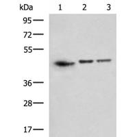 CMAS antibody
