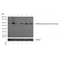 DYRK1A/B (Phospho-Tyr321/273) Antibody