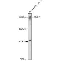 MYH2 Rabbit Polyclonal Antibody