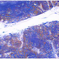 TNFRSF14 Antibody