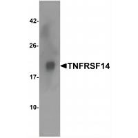 TNFRSF14 Antibody