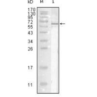 Influenza A virus Nucleoprotein Mouse mAb