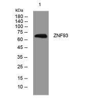 ZNF93 Antibody