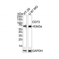CD73 Rabbit mAb