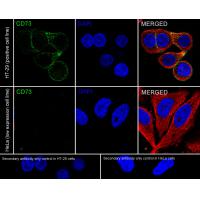 CD73 Rabbit mAb