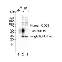 CD63 Rabbit mAb