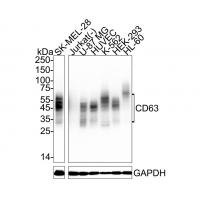 CD63 Rabbit mAb