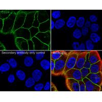 CD24 Rabbit mAb