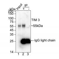 TIM 3 Rabbit mAb