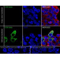 CD8 beta Rabbit mAb