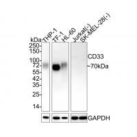 CD33 Rabbit mAb