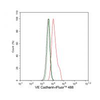 VE Cadherin Rabbit mAb