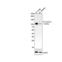 VE Cadherin Rabbit mAb