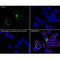 CD40 Rabbit mAb