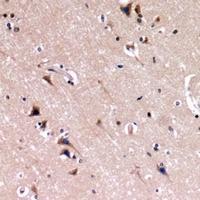 NPHS1 Antibody