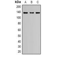 NPHS1 Antibody