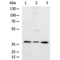 CTSV Antibody