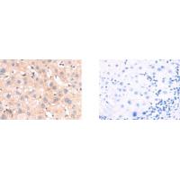 COL3A1 Antibody