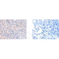 COL3A1 Antibody