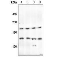 PTPRK Antibody