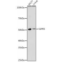 S1PR5 Antibody