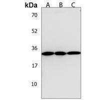 TPM4 Antibody