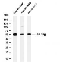 His Tag Rabbit mAb