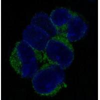 VCAM1 Rabbit mAb