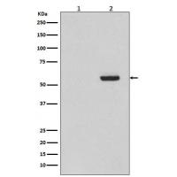 Phospho-Tau(S396) Rabbit mAb