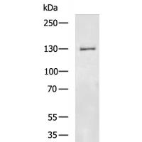 SLC4A3  Antibody