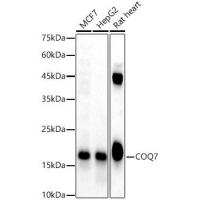 COQ7 Polyclonal Antibody