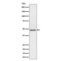 NCK2 Rabbit mAb