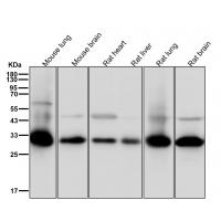PLSCR3 Rabbit mAb