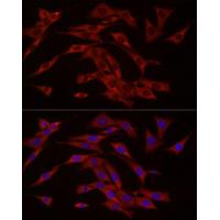 cGAS Rabbit Polyclonal Antibody