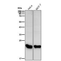 IL18 Rabbit mAb