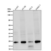 IL18 Rabbit mAb