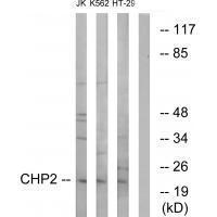 CHP2 Antibody