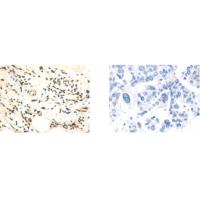 POU6F2 Antibody