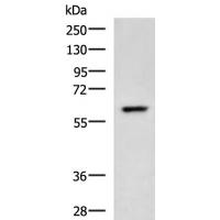 TERF1 antibody