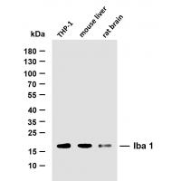 Iba1 Antibody