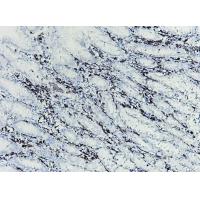 Iba1 Antibody