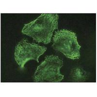 Iba1 Antibody