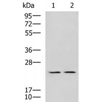 UBTD1 Antibody