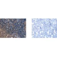 UBTD1 Antibody